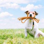 Dog Walker Job Tulsa, OK