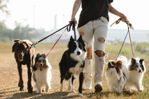 Dog Walker Job Virginia Beach, VA