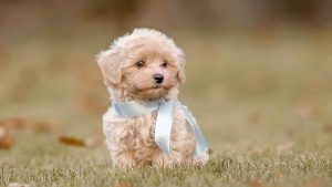 Dog Walker Job Wichita, KS