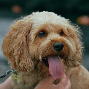 Dog Walker Job Wilmington, NC