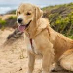 Dog Walker Jobs Chicago, IL