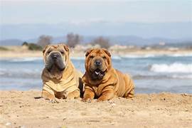 Dog Walker Job Plano, TX
