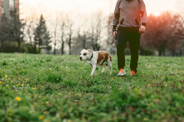 Dog Walker Job Santa Ana, CA