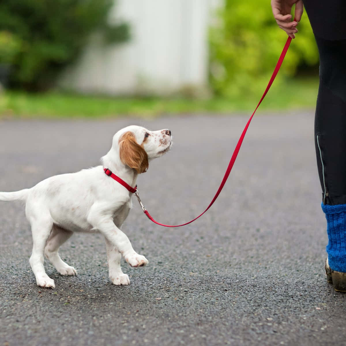 Dog Walker Job Spokane, WA