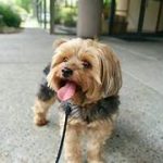 Dog Walker Job St. Petersburg, FL