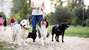 Dog Walker Job Washington, DC