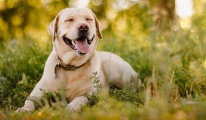 Dog Walker Job Wichita, KS