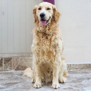 Dog Walker Job Wilmington, NC