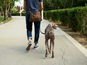 Dog Walker Job Worcester, MA