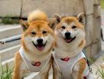 Dog Walker Job Yonkers, NY