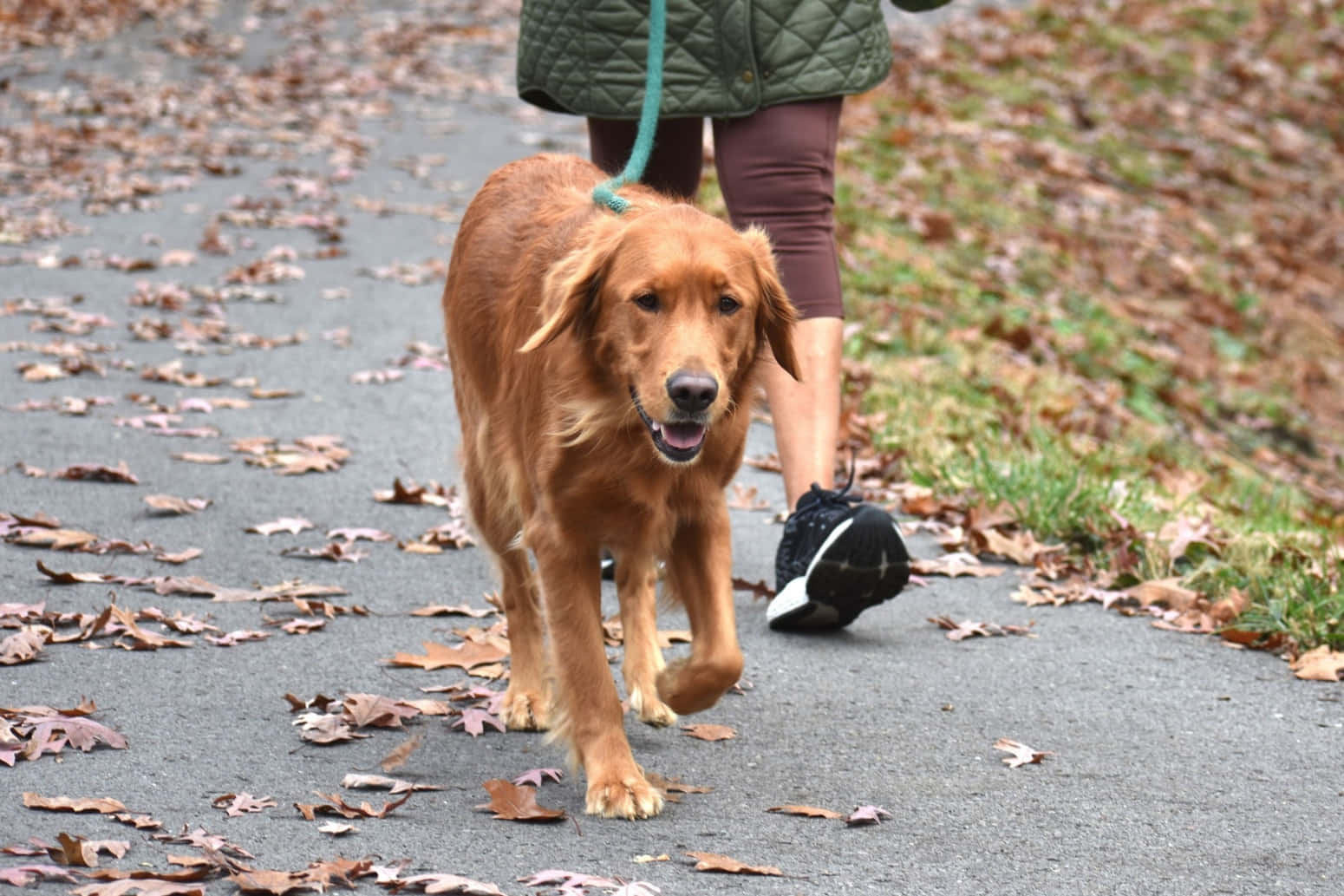 Dog Walker Job Scottsdale AZ