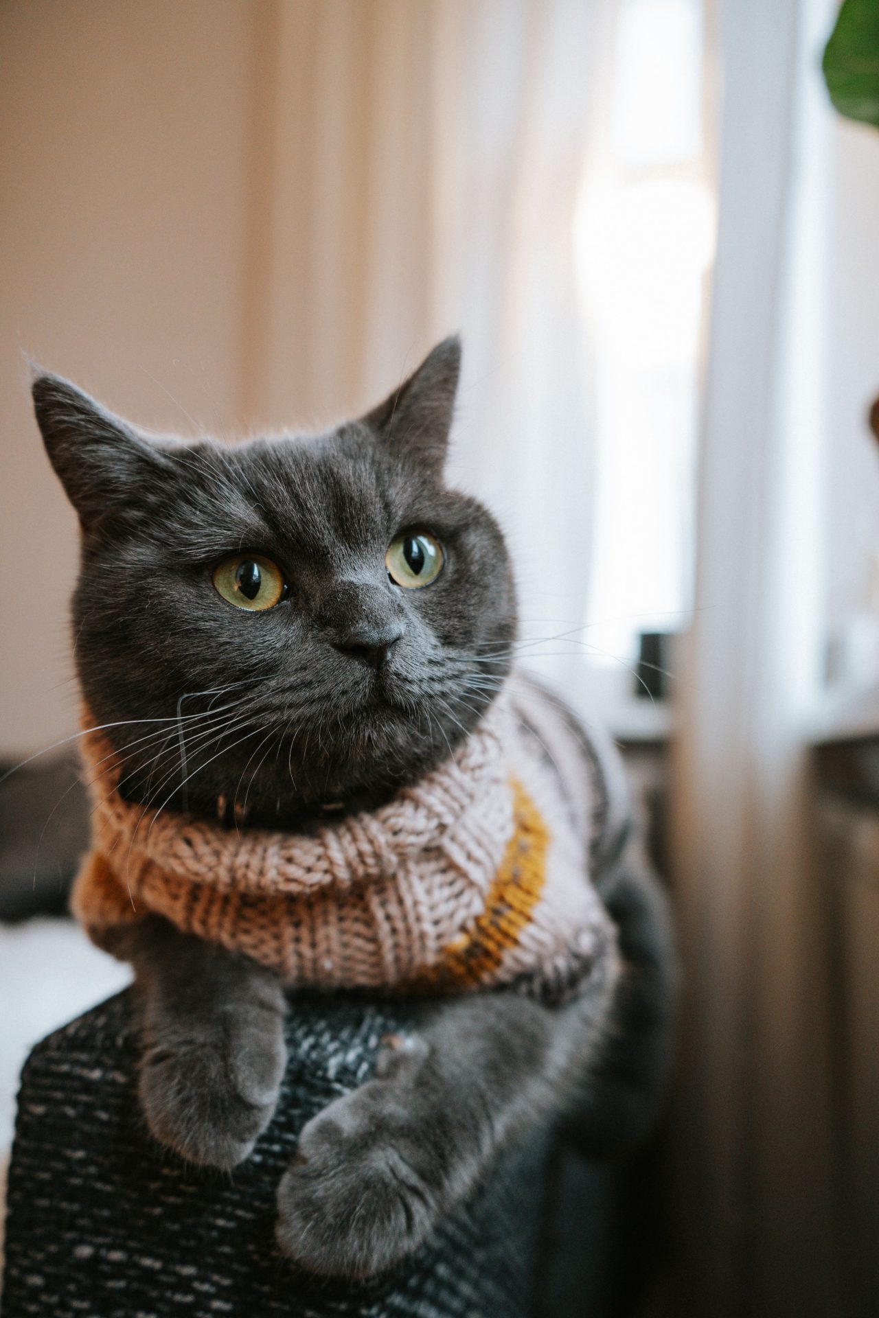 Cat Boarding Simi Valley, CA