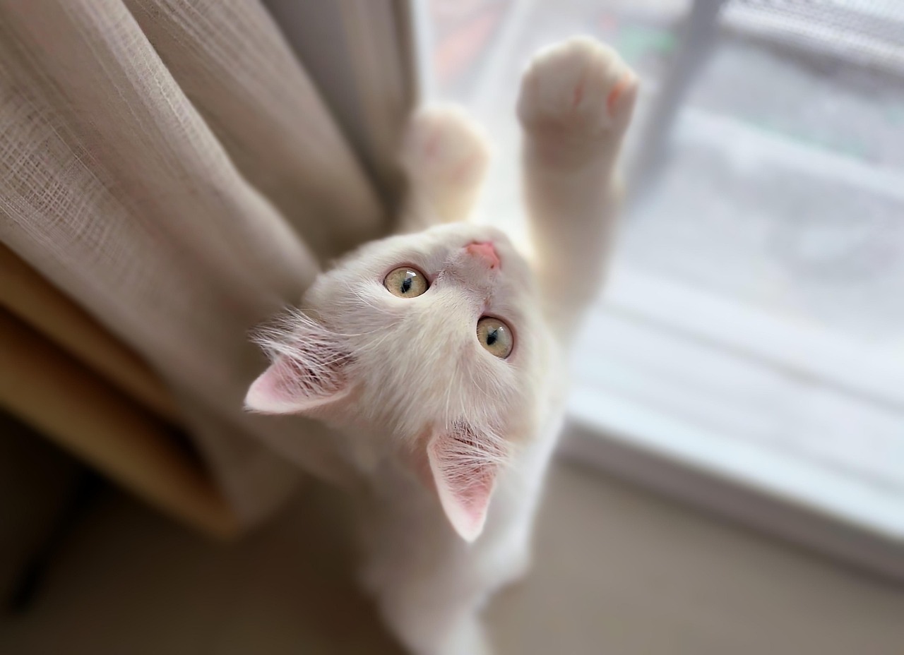 Cat Boarding Sugar Land, TX