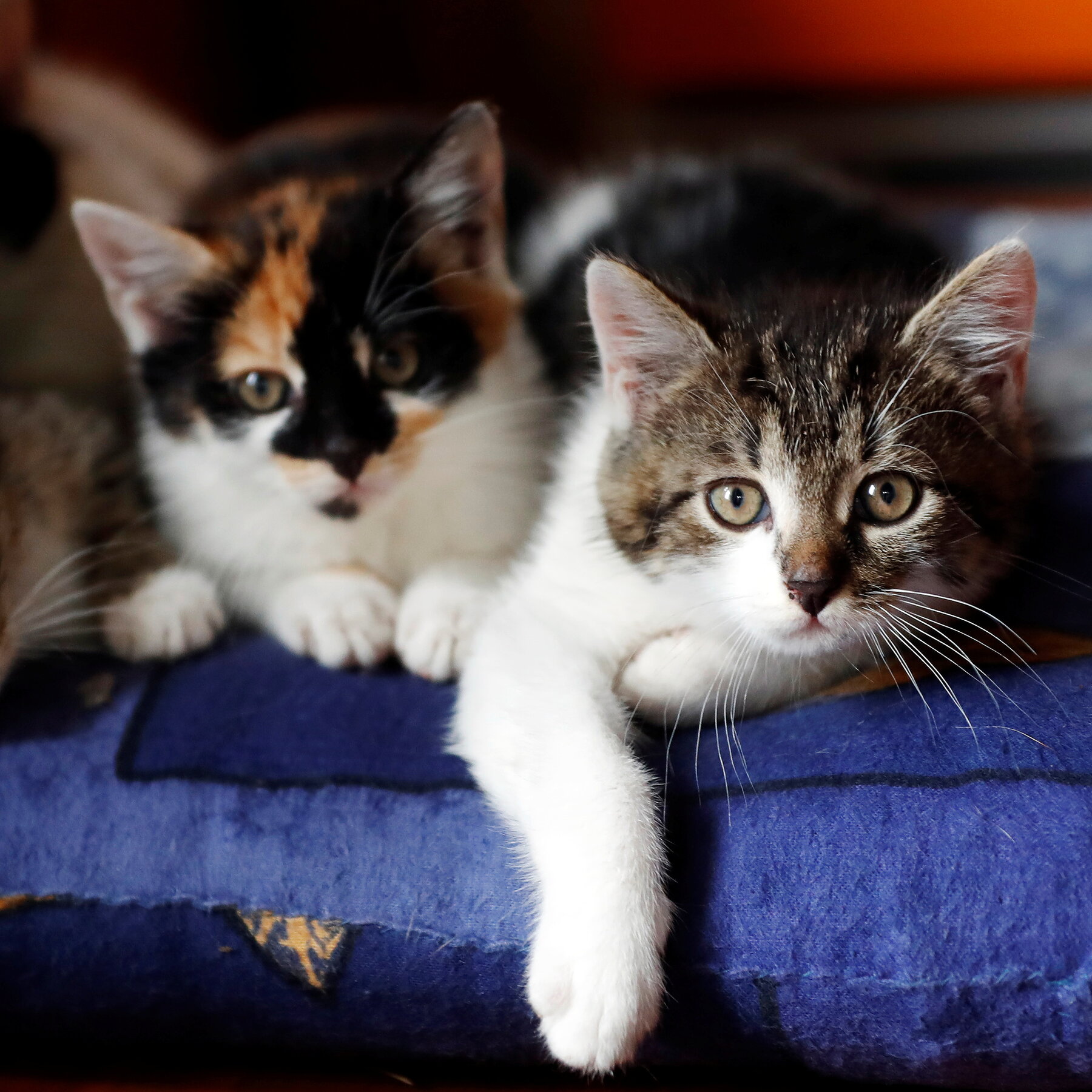 Cat Boarding Temple, TX