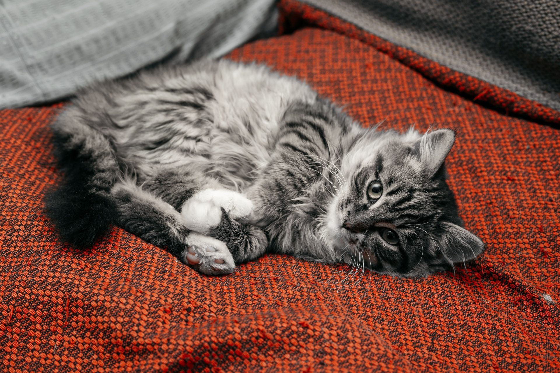 Cat Sitting Arvada, CO