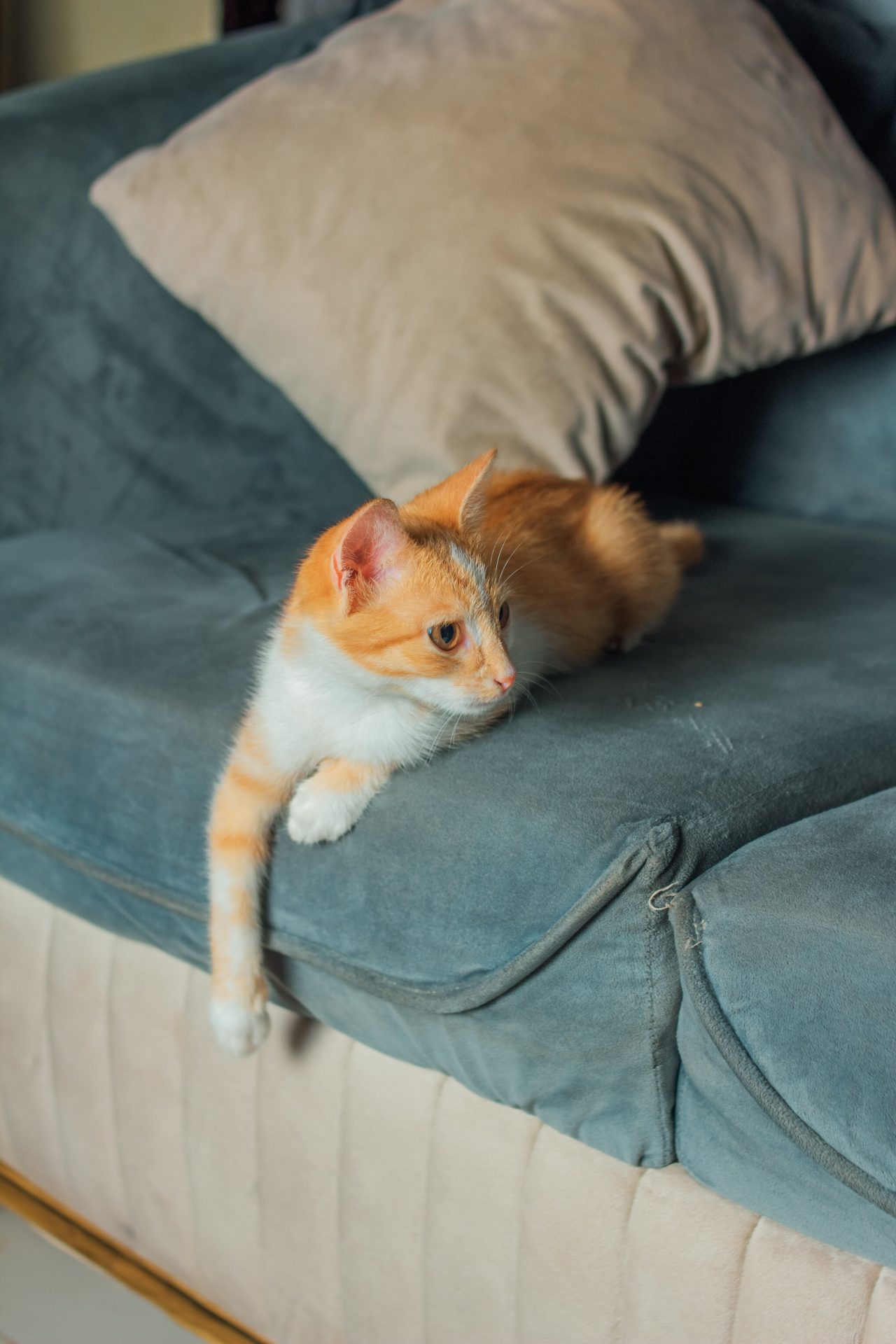 Cat Sitting Billings, MT