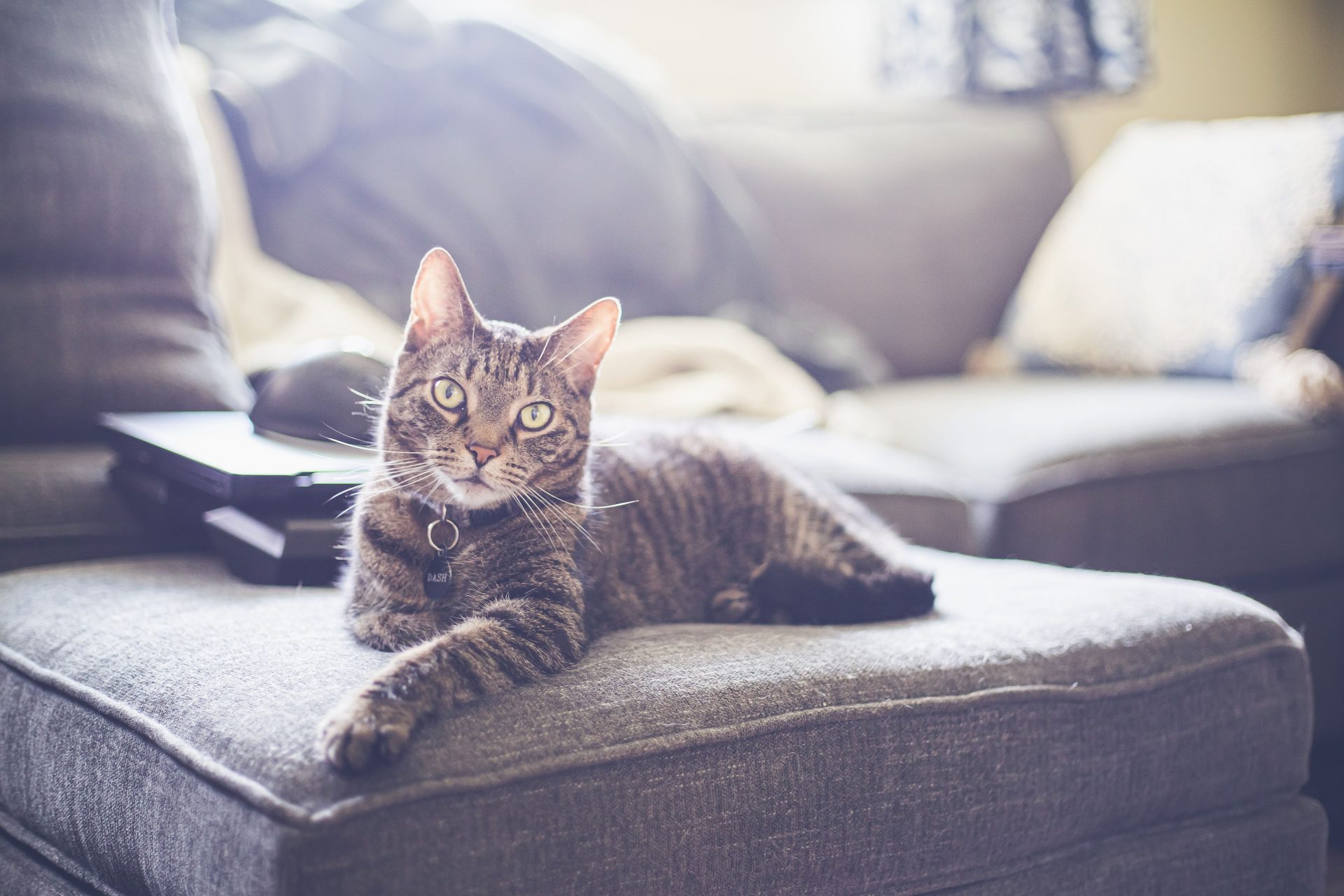 Cat Sitting Akron, OH