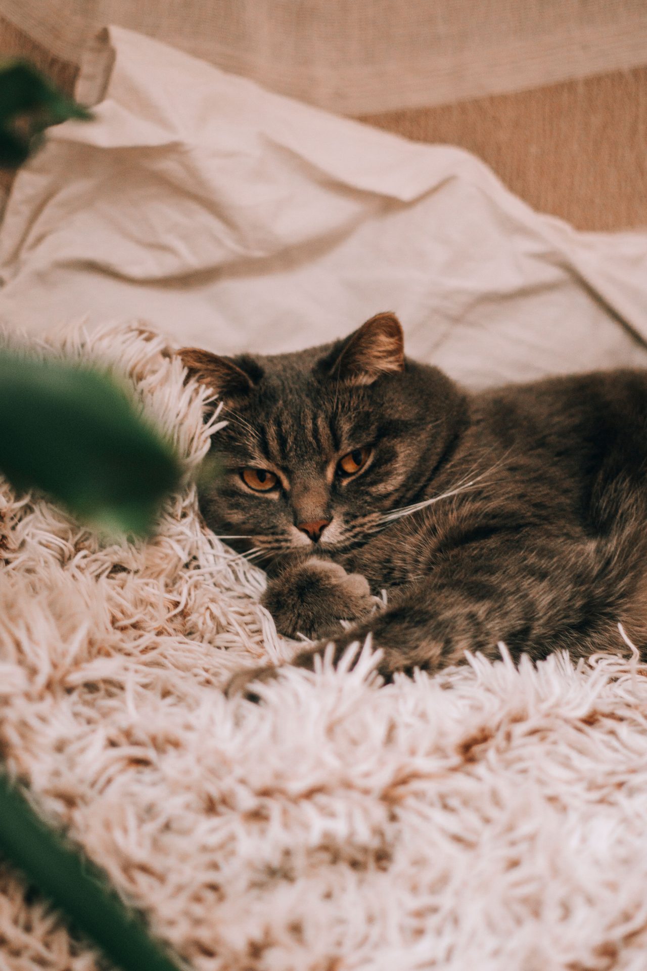 Cat Sitting Cambridge, MA