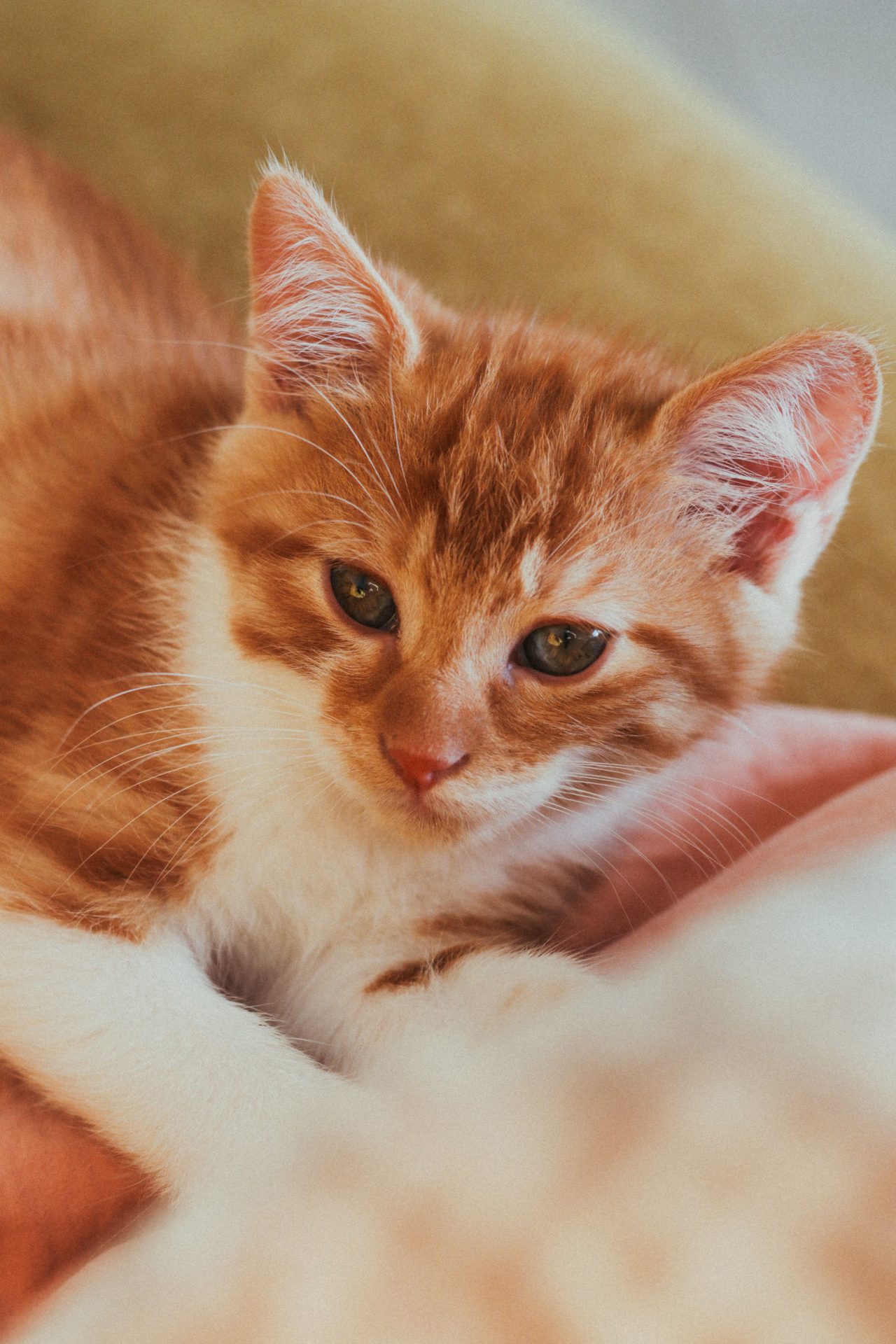 Cat Sitting Brockton, MA