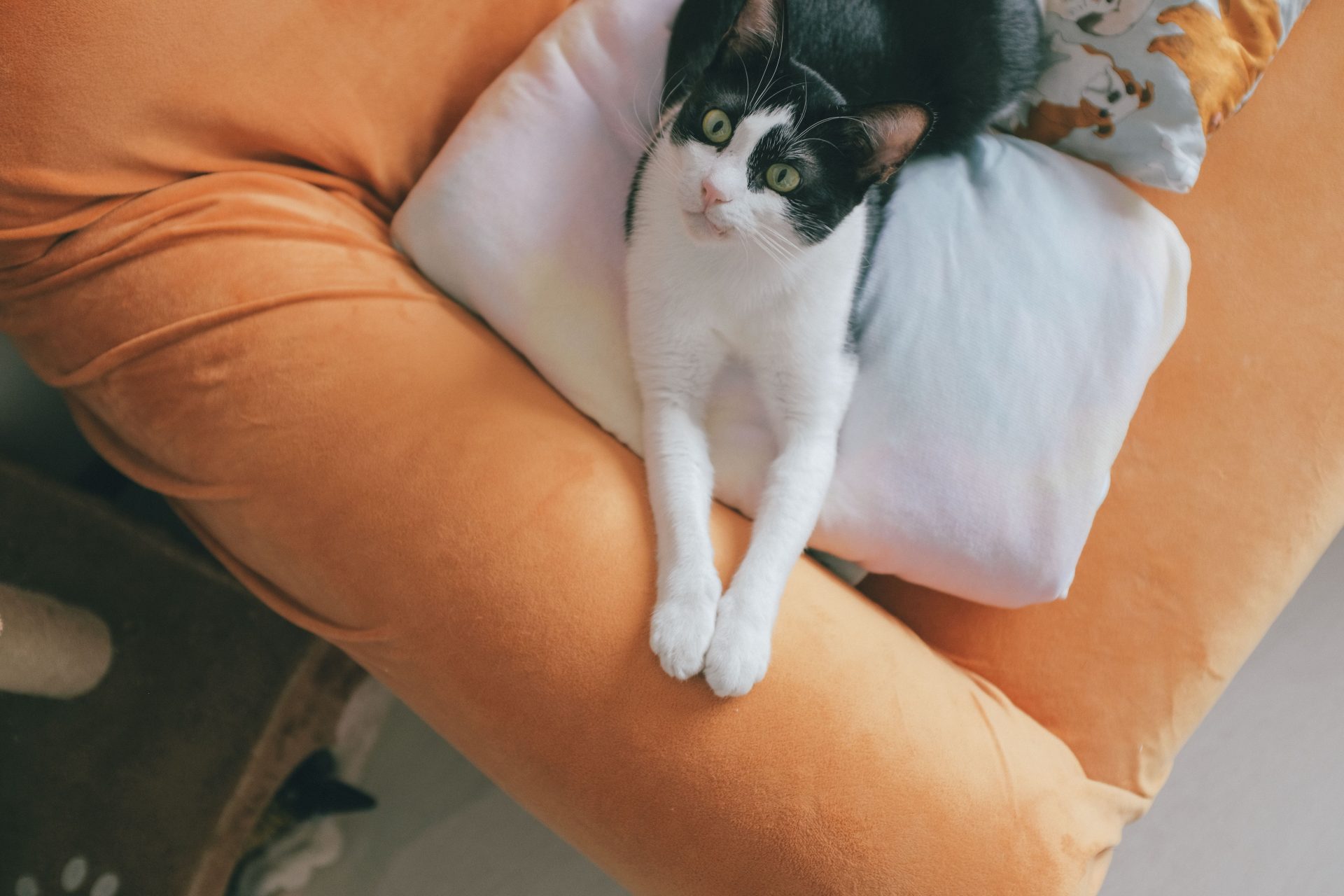 Cat Boarding Weslaco, TX