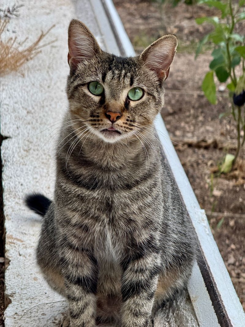Cat Sitting Bradenton, FL