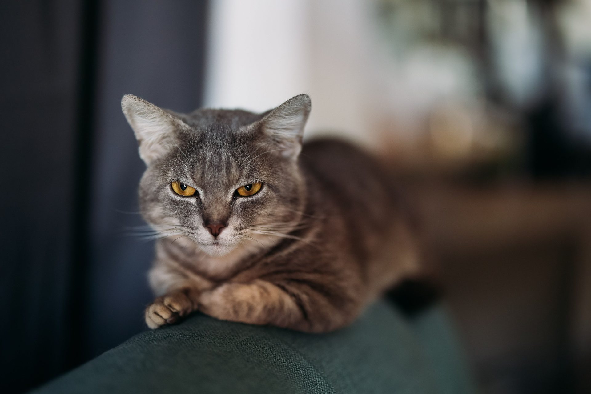 Cat Sitting Arvada, CO