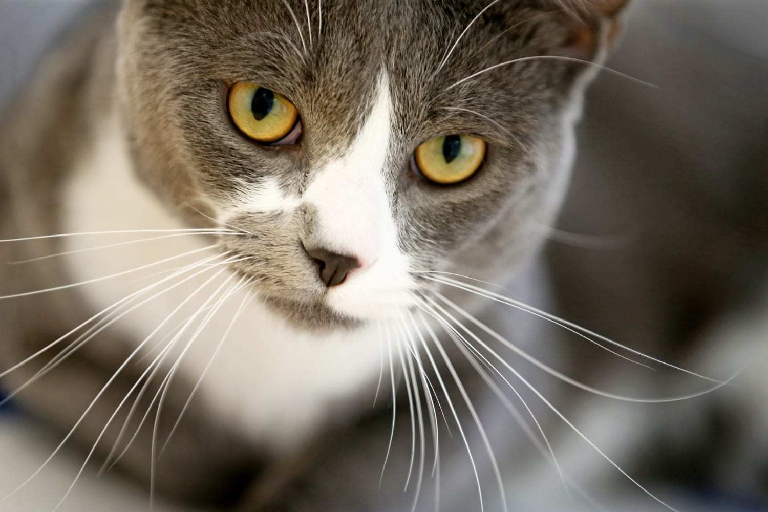 Cat Sitting Bonita Springs, FL