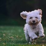 Pet Boarding and Sitting Denver, CO