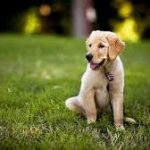 Dog Daycare Denver, CO