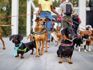 Dog Sitters Phoenix, AZ