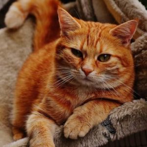 Cat Sitting Doral, FL