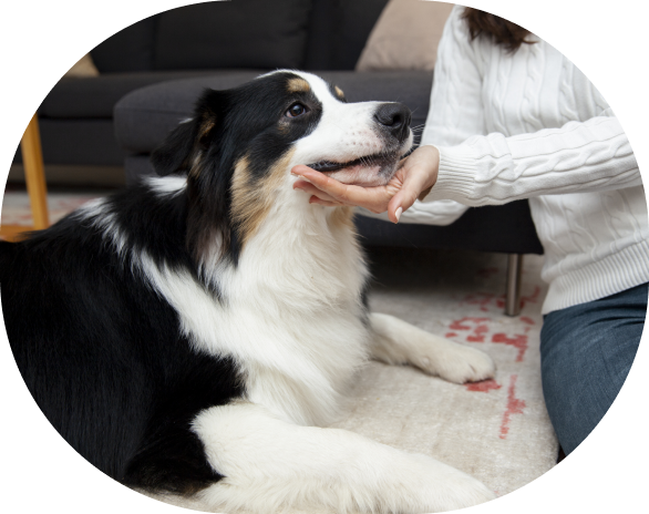 Online Vet Appointment New York