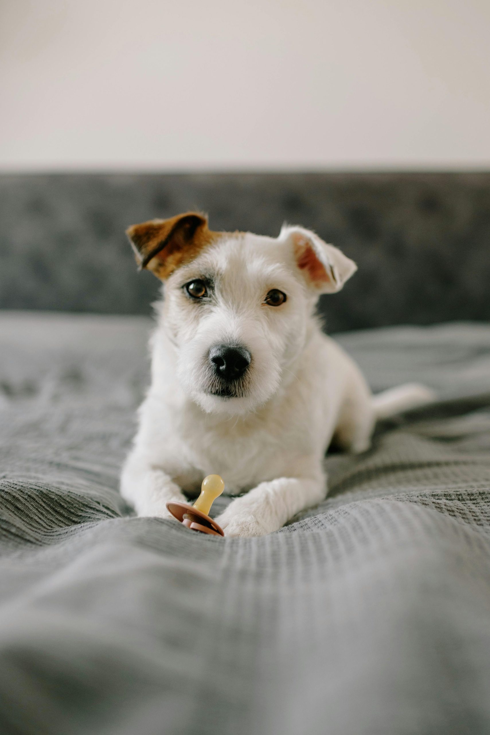 Online Vet Appointment New York
