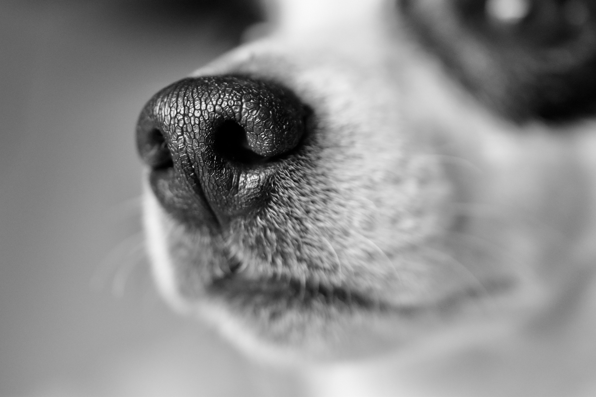 Veterinarian Nashville TN