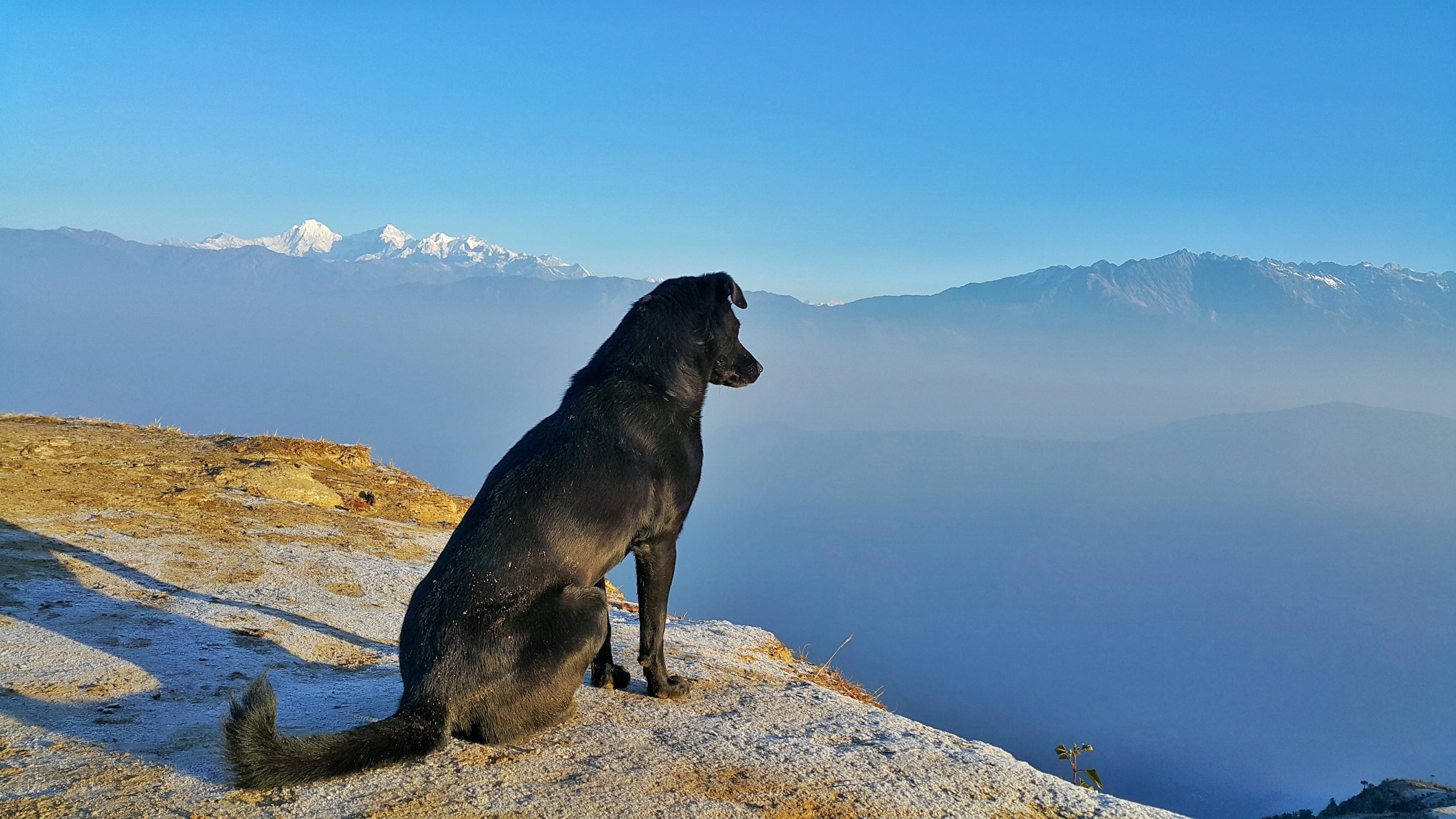 Veterinarian Portland OR