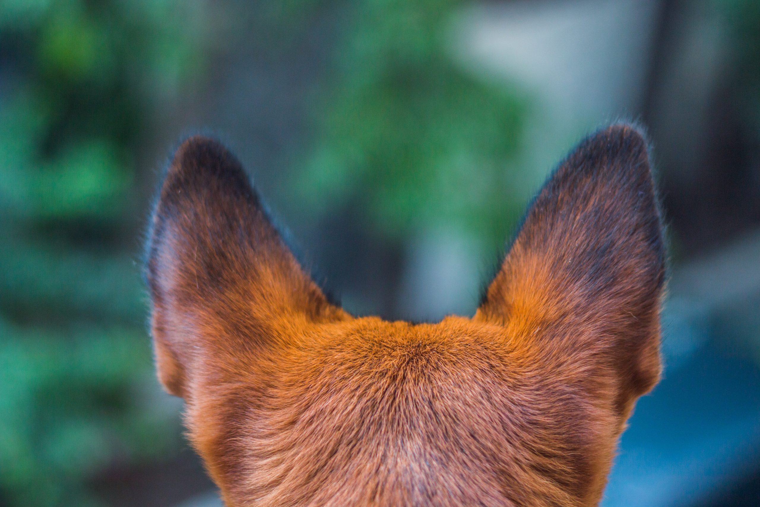 Online Vet Appointment Fresno CA