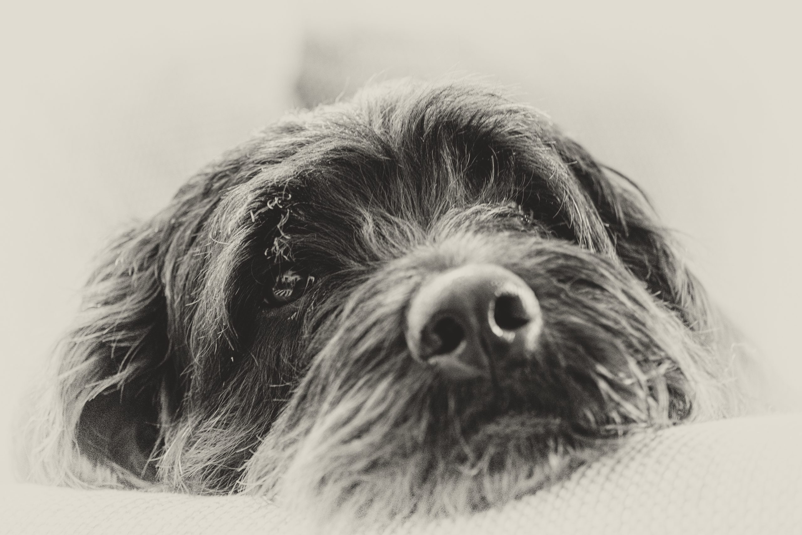 Vet Tucson AZ