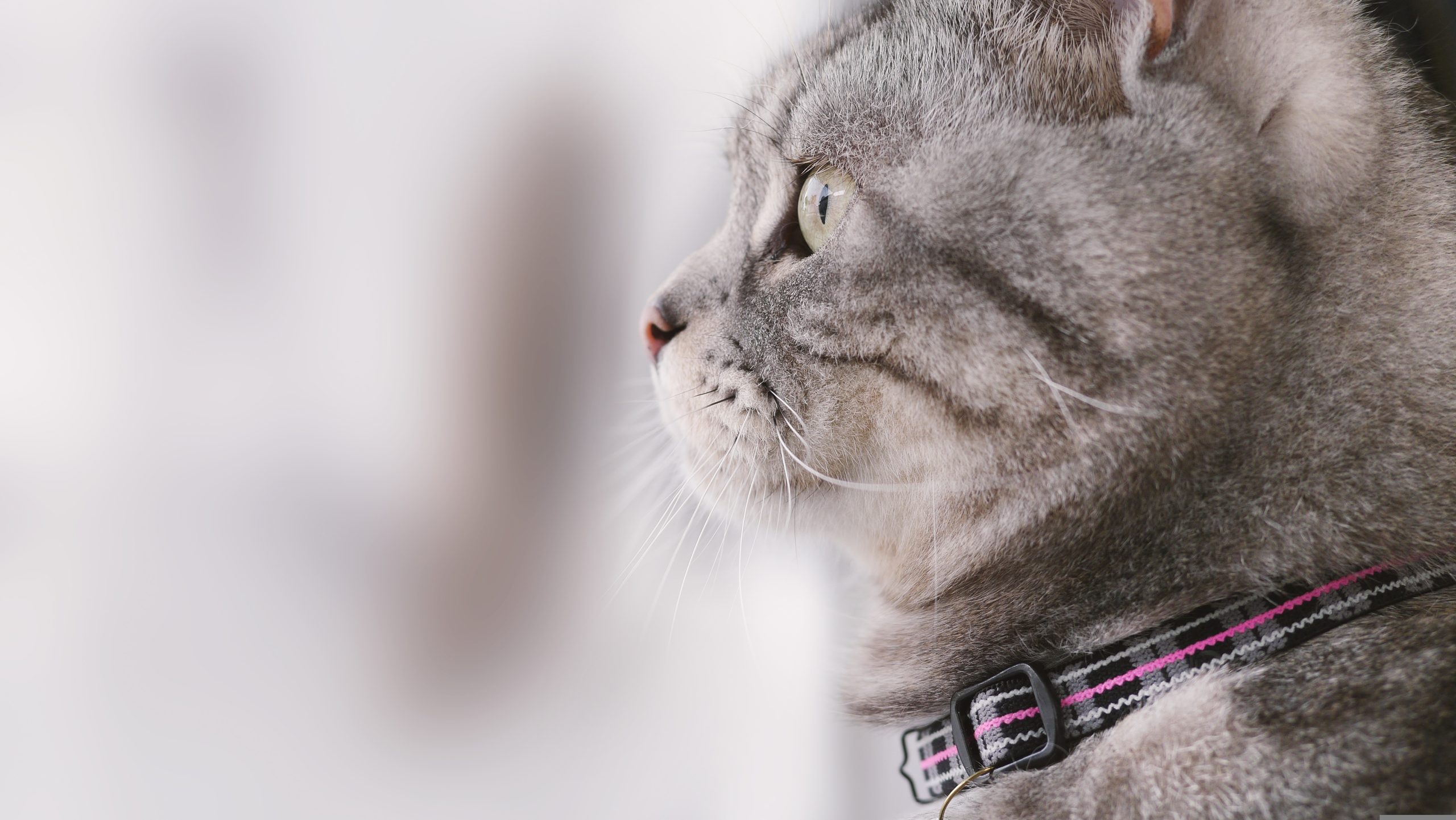 Online Vet Atlanta GA