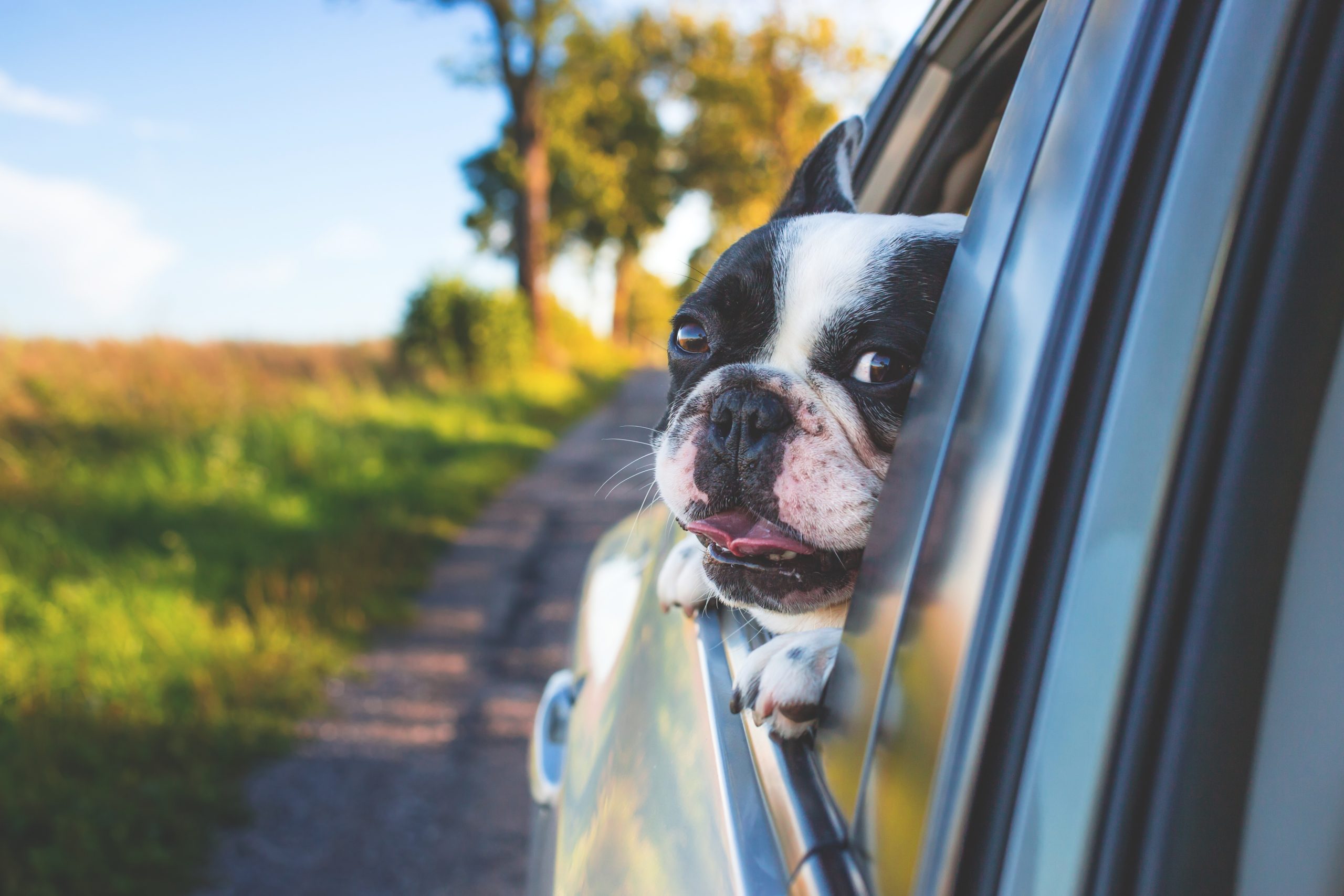Online Vet Appointment Fort Worth TX