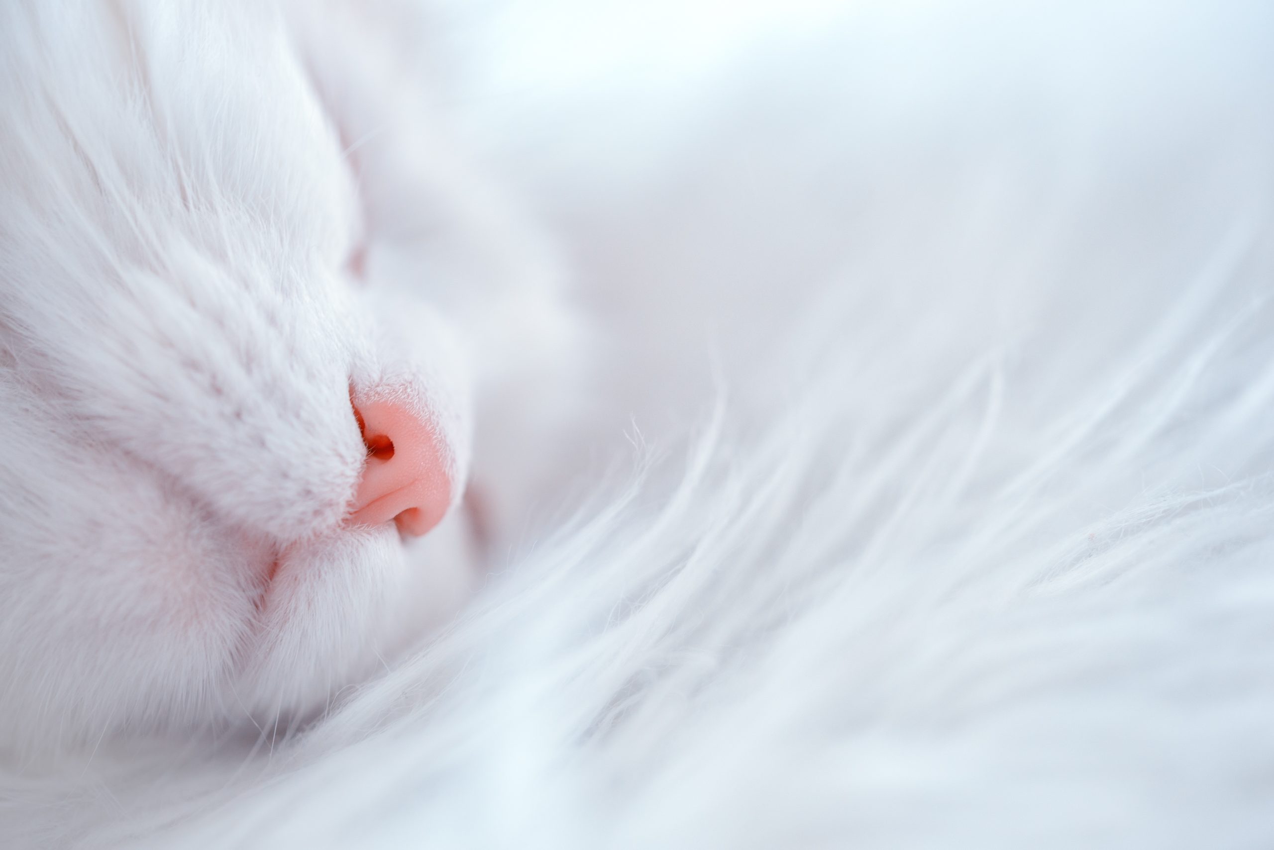 Online Vet Appointment Miami FL