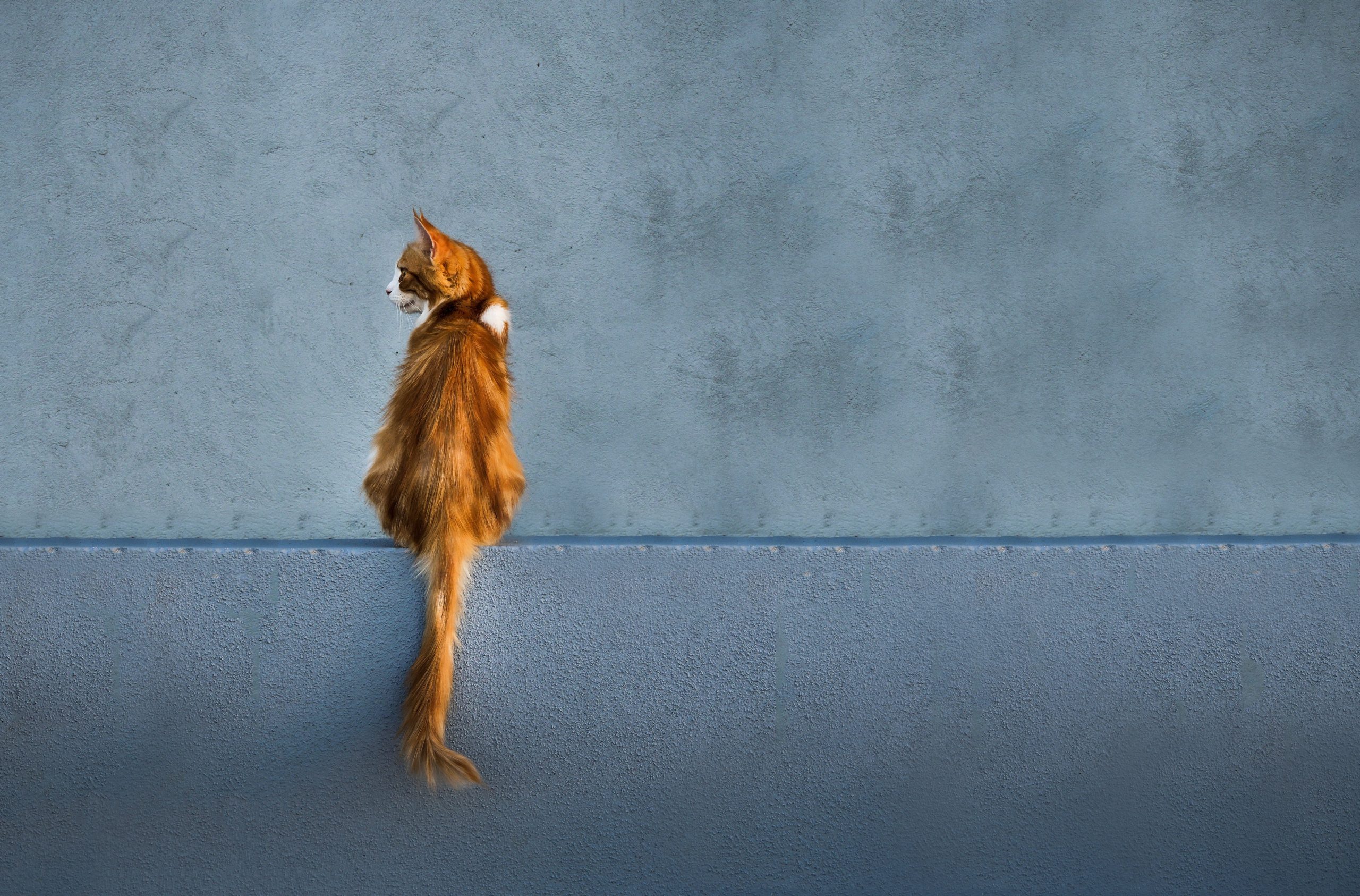 Online Vet Minneapolis MN