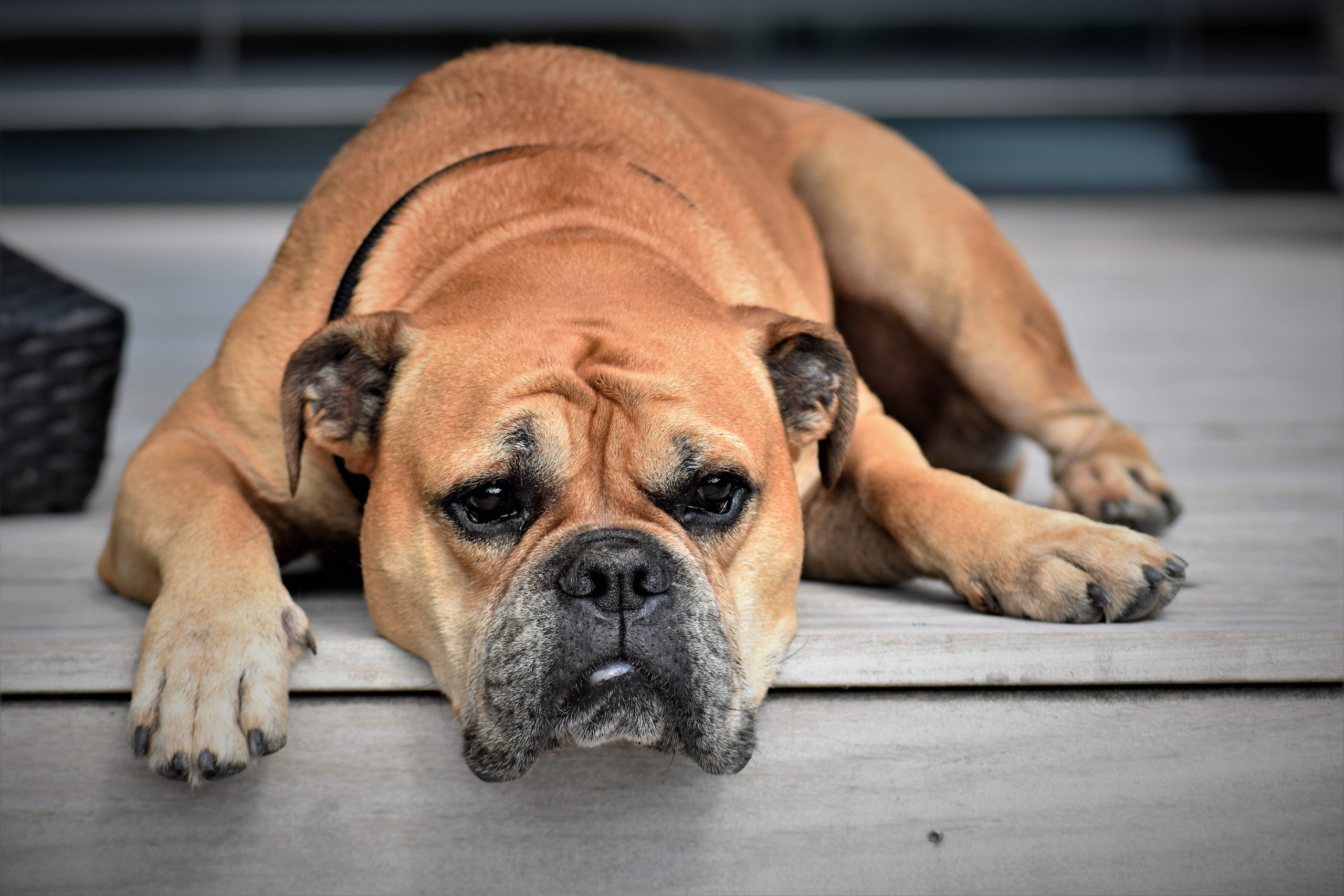 Veterinarian Tulsa OK