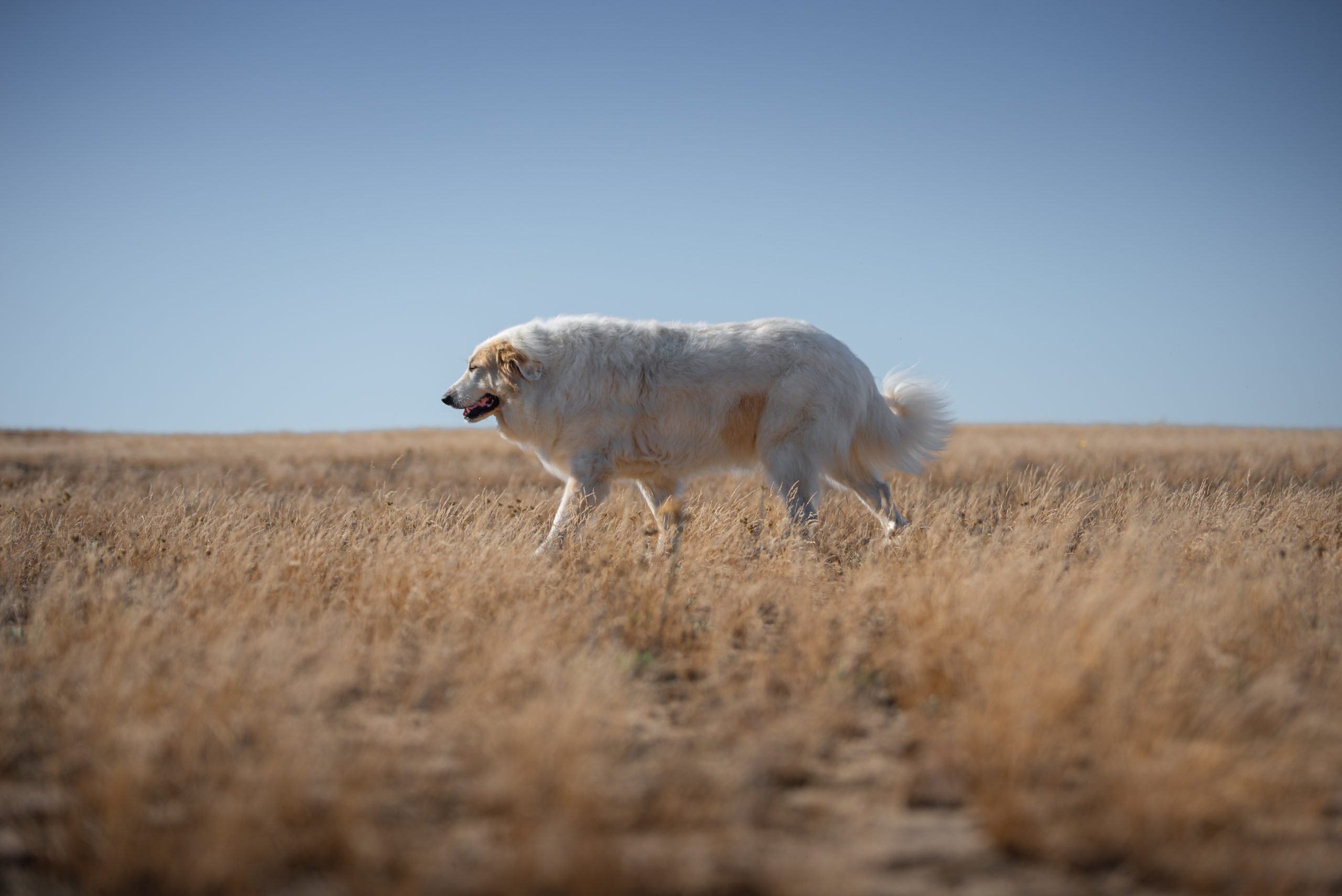 Online Vet Appointment Bakersfield CA