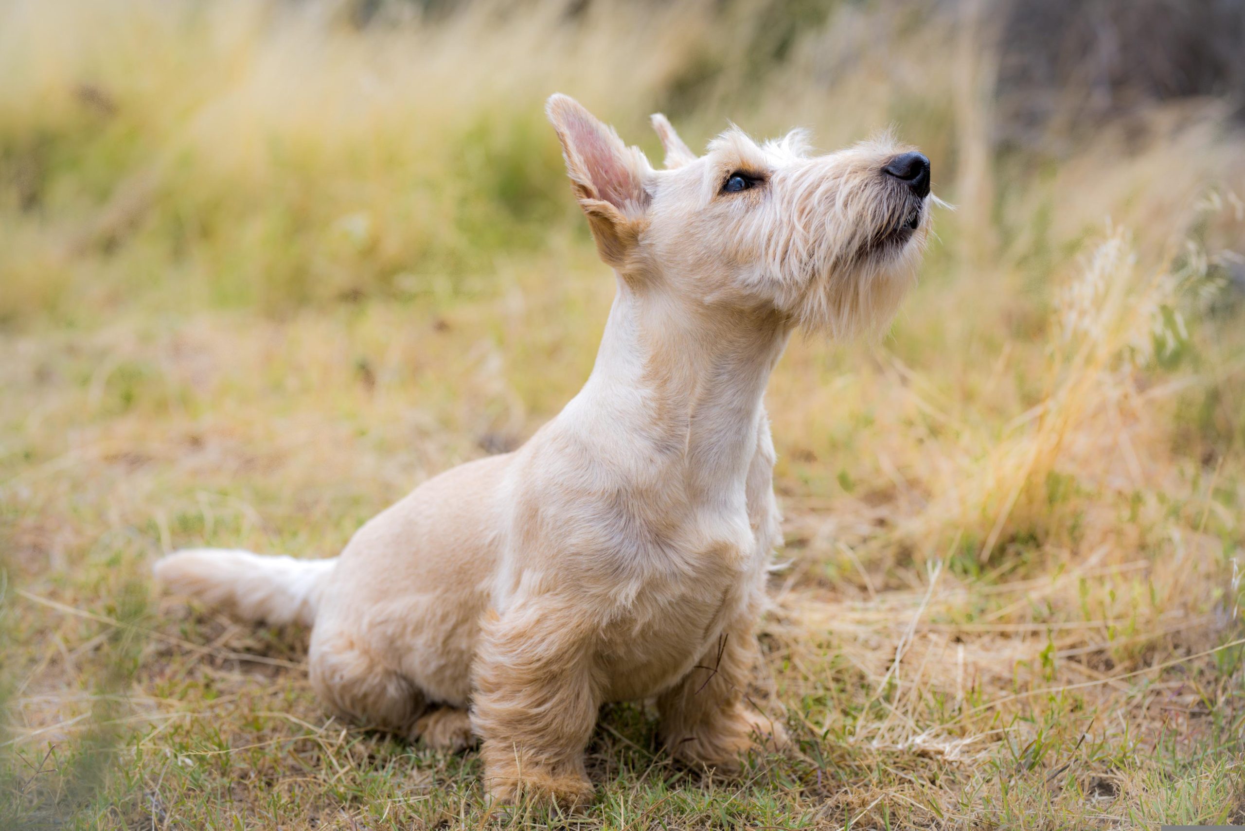 Vets near me for dogs in Aurora CO