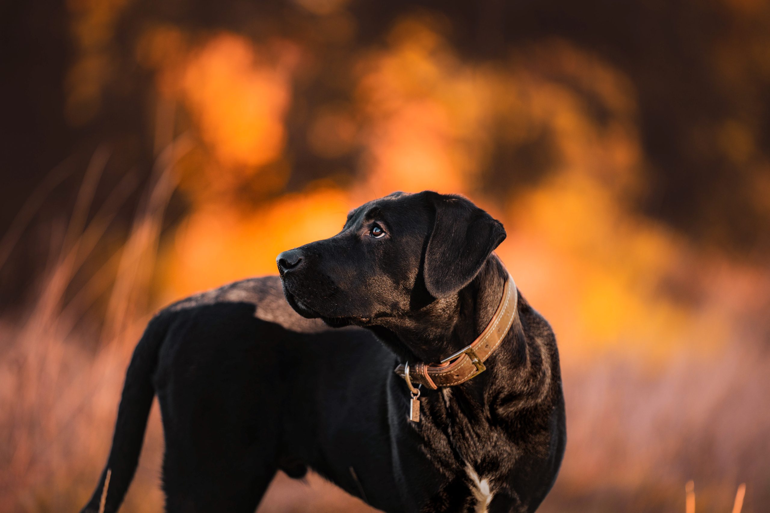 Veterinarian Columbus OH
