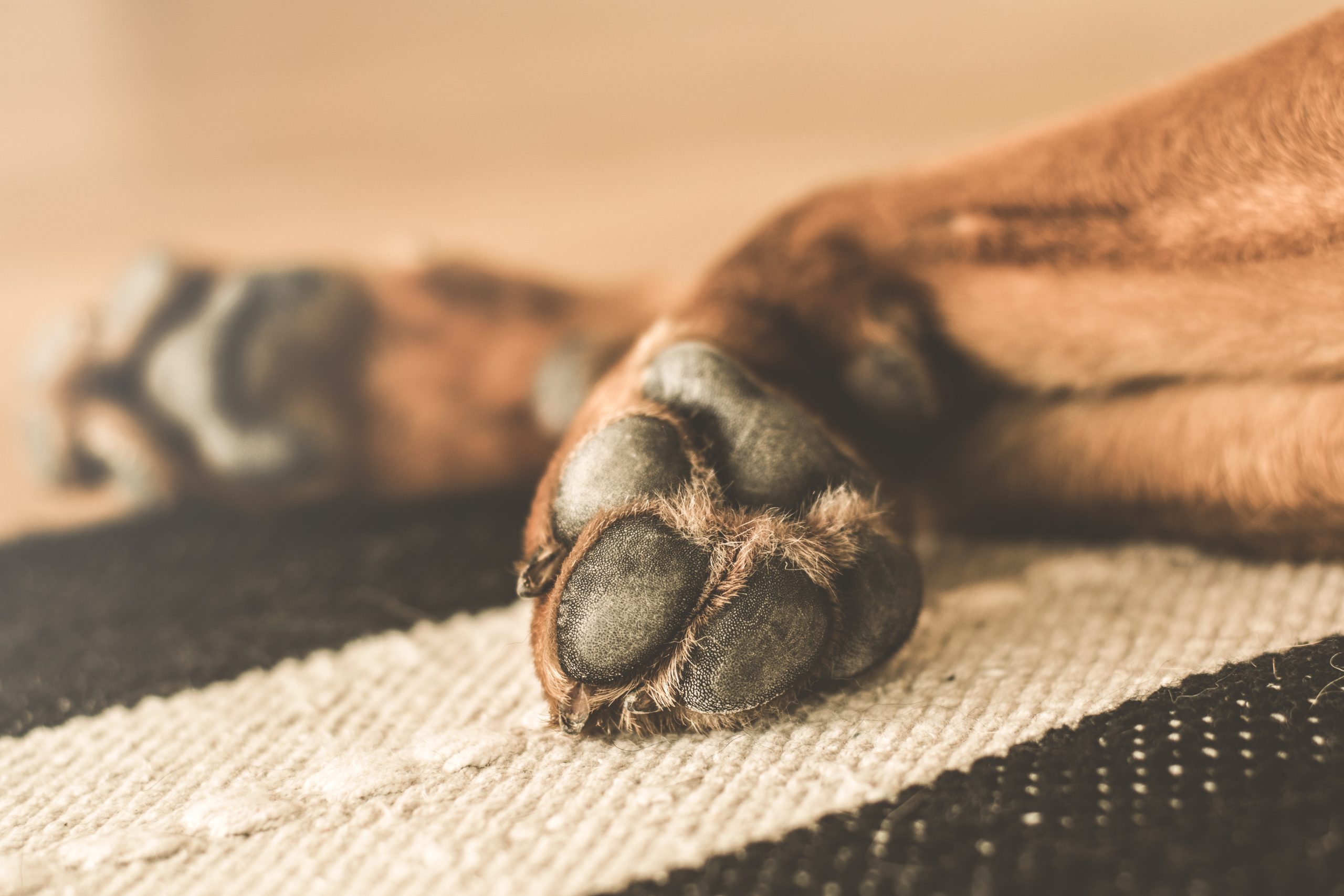 Veterinarian Charlotte NC