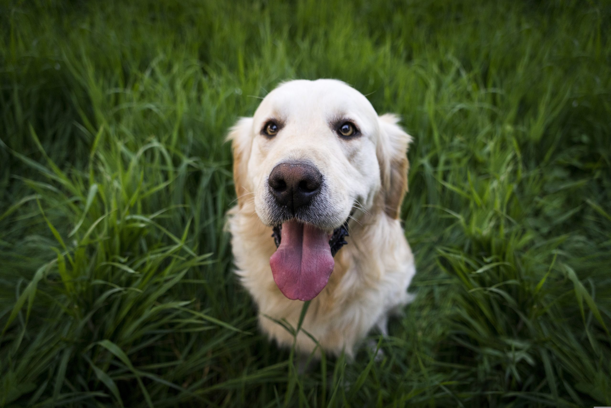 Best Vets Raleigh NC