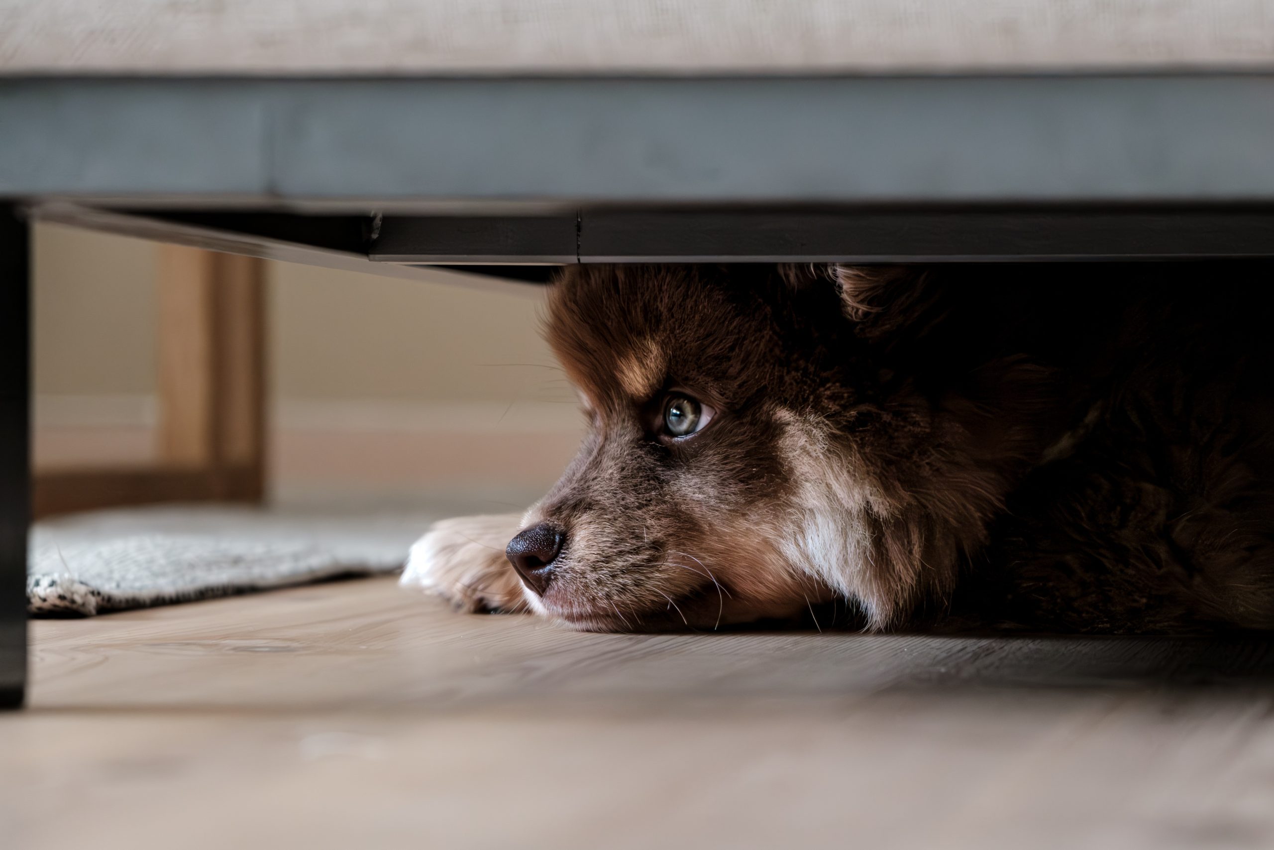 Online Vet Appointment El Paso TX