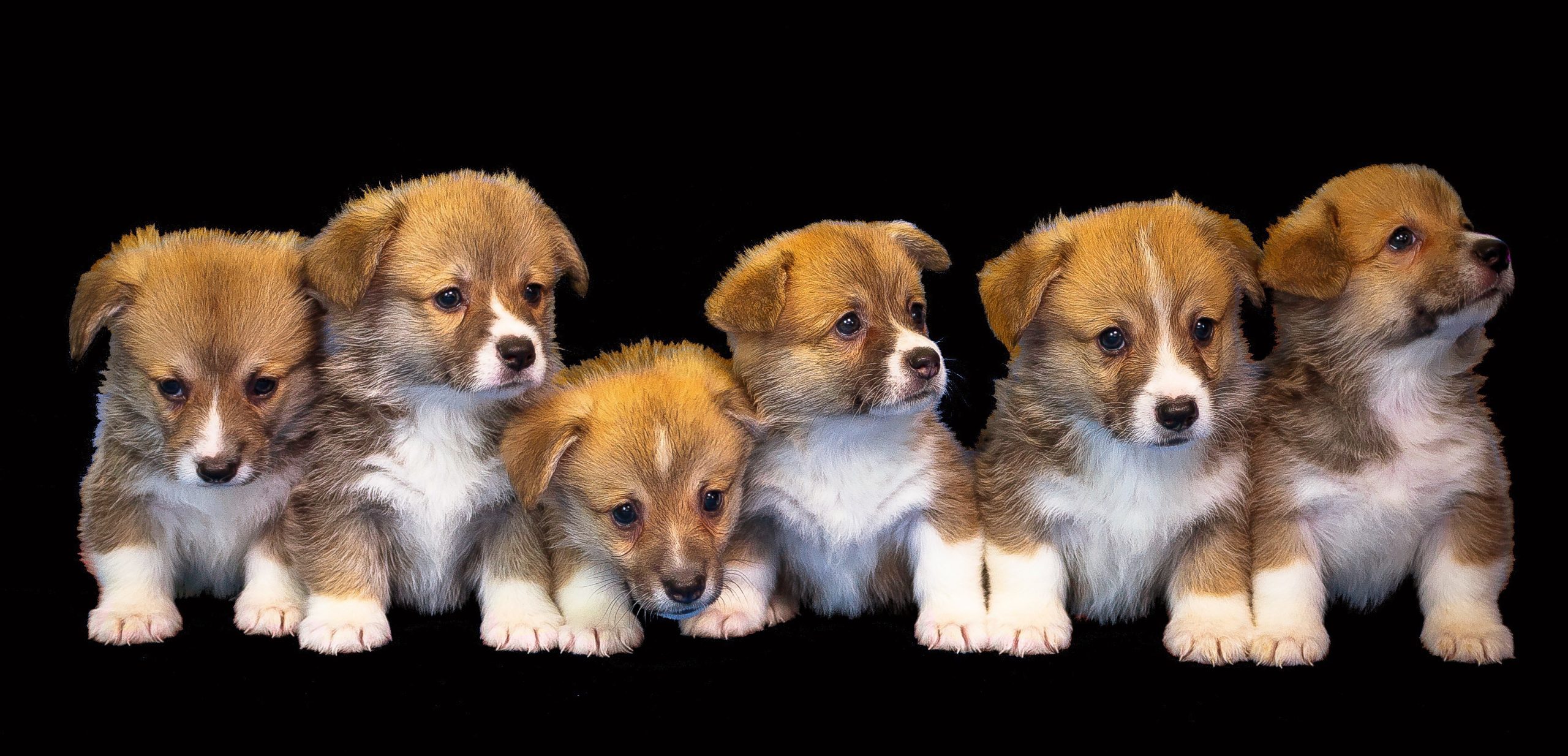 Online Vet Jacksonville FL