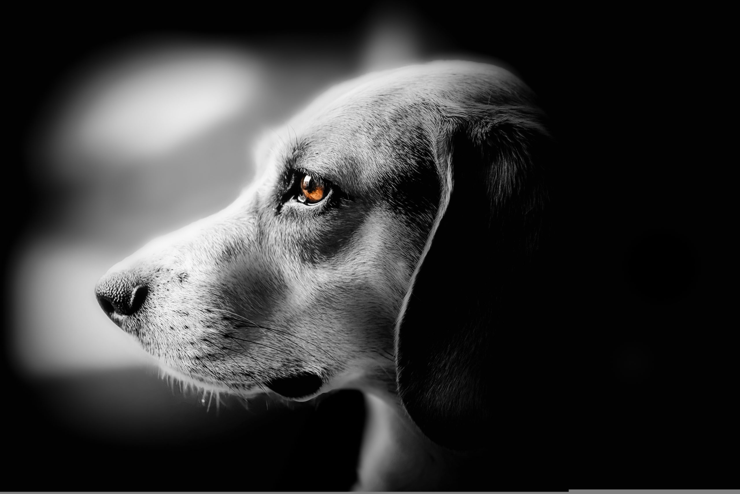 Vets Near Me for Dogs Seattle WA